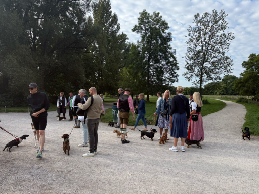 Dackel beim WienerWalk im Englischen Garten 