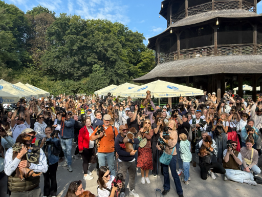 Dackel beim WienerWalk im Englischen Garten vor dem Chinesischen Turm