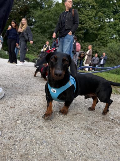 Dackel beim WienerWalk im Englischen Garten 